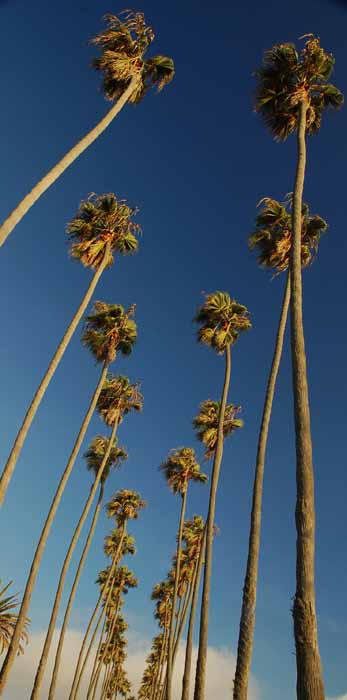 Santa Monica Park